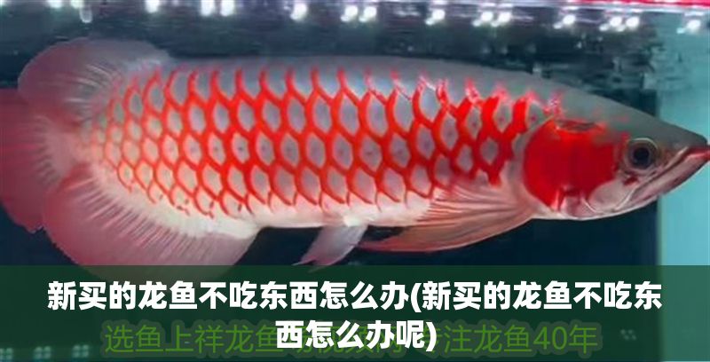 新買的龍魚不吃東西怎么辦(新買的龍魚不吃東西怎么辦呢)