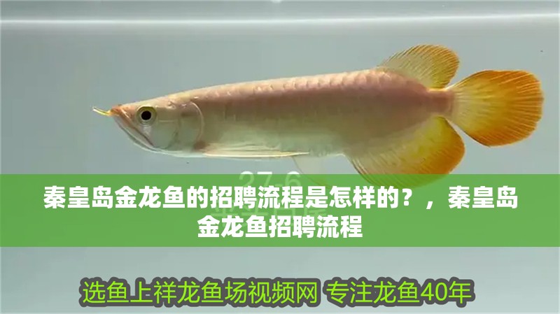 秦皇島金龍魚(yú)的招聘流程是怎樣的？，秦皇島金龍魚(yú)招聘流程