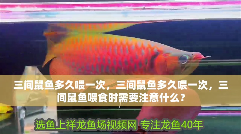 三間鼠魚多久喂一次，三間鼠魚多久喂一次，三間鼠魚喂食時需要注意什么？