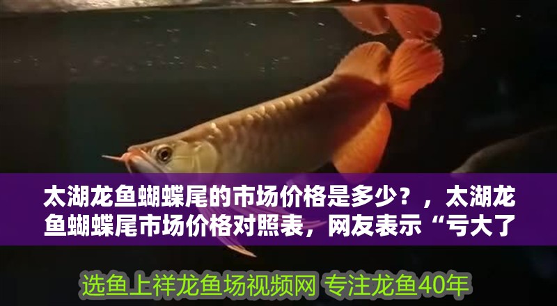 太湖龍魚蝴蝶尾的市場價格是多少？，太湖龍魚蝴蝶尾市場價格對照表，網友表示“虧大了”