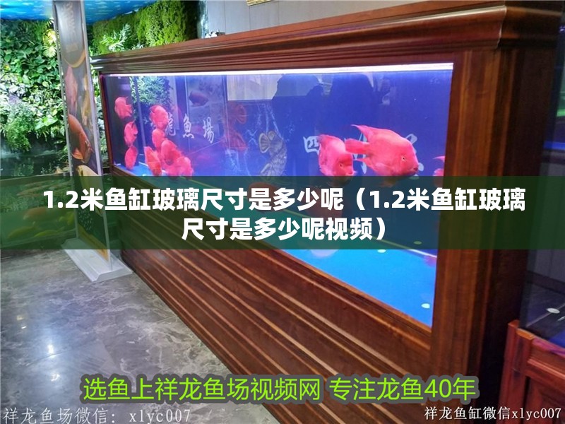 1.2米魚缸玻璃尺寸是多少呢（1.2米魚缸玻璃尺寸是多少呢視頻）