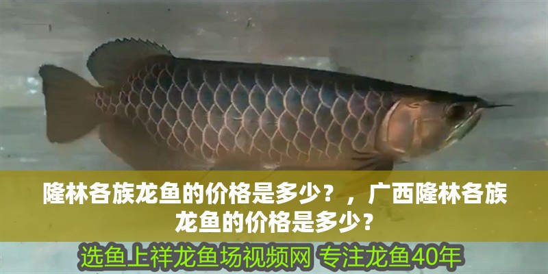 隆林各族龍魚的價格是多少？，廣西隆林各族龍魚的價格是多少？