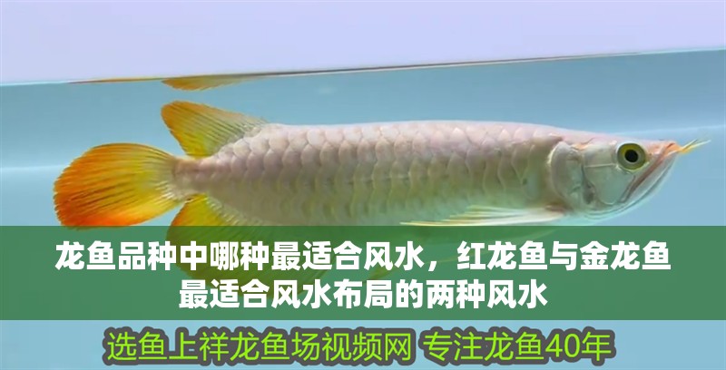 龍魚品種中哪種最適合風(fēng)水，紅龍魚與金龍魚最適合風(fēng)水布局的兩種風(fēng)水