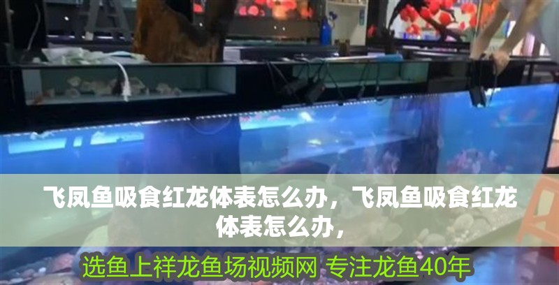 飛鳳魚吸食紅龍?bào)w表怎么辦，飛鳳魚吸食紅龍?bào)w表怎么辦，