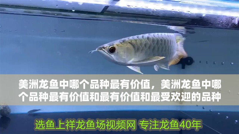 美洲龍魚中哪個品種最有價值，美洲龍魚中哪個品種最有價值和最有價值和最受歡迎的品種