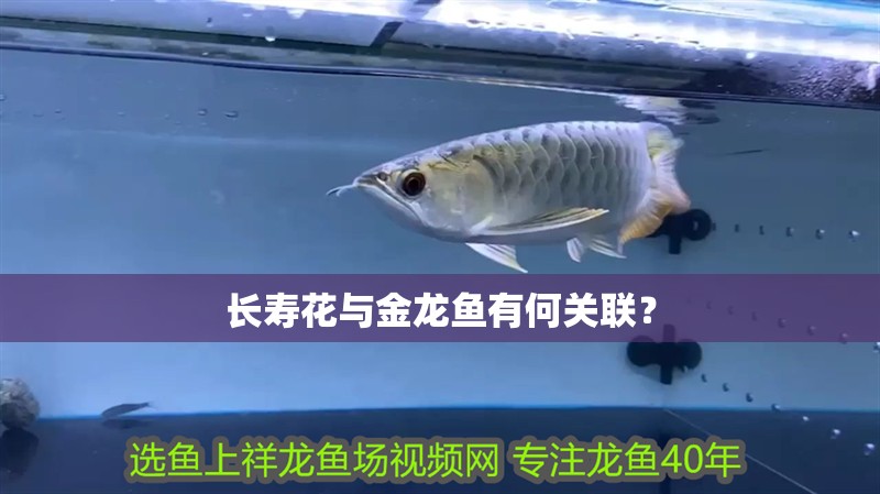 長(zhǎng)壽花與金龍魚有何關(guān)聯(lián)？