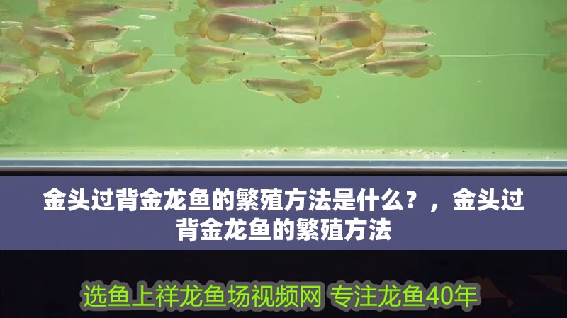 金頭過背金龍魚的繁殖方法是什么？，金頭過背金龍魚的繁殖方法