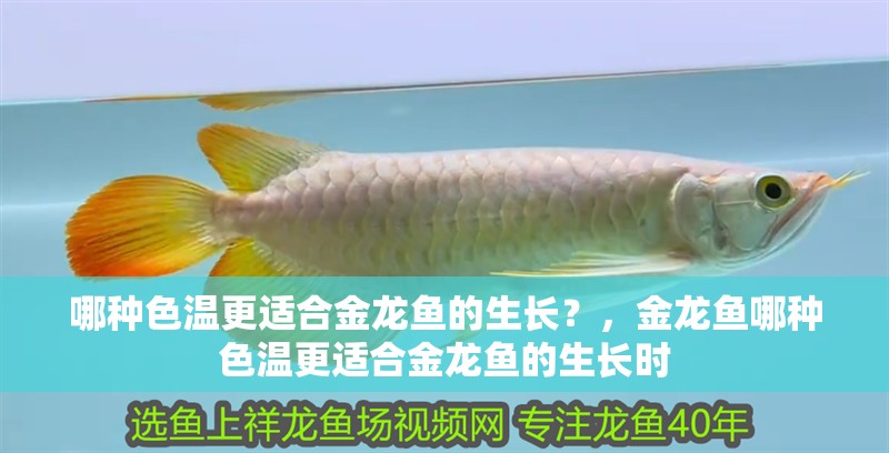 哪種色溫更適合金龍魚的生長？，金龍魚哪種色溫更適合金龍魚的生長時