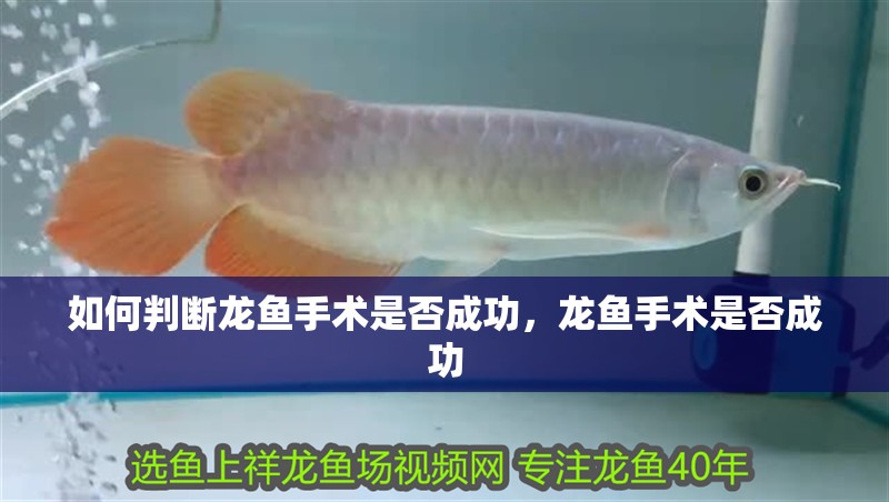 如何判斷龍魚手術是否成功，龍魚手術是否成功