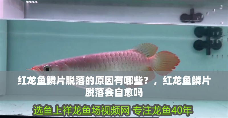 紅龍魚鱗片脫落的原因有哪些？，紅龍魚鱗片脫落會自愈嗎