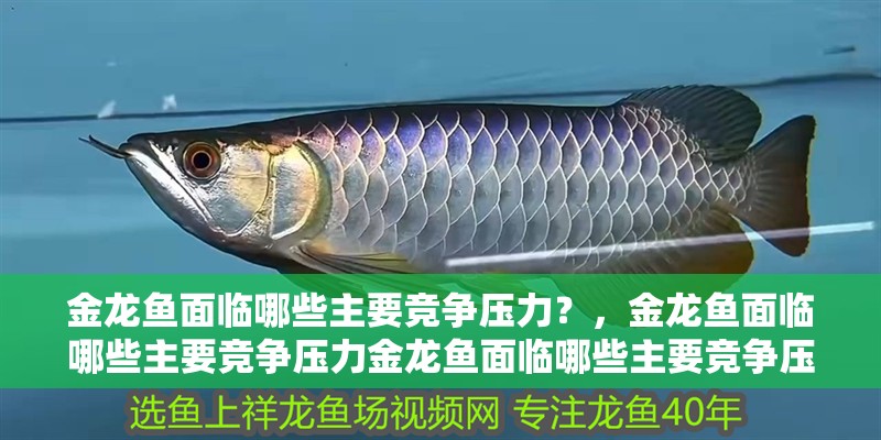 金龍魚面臨哪些主要競爭壓力？，金龍魚面臨哪些主要競爭壓力金龍魚面臨哪些主要競爭壓力