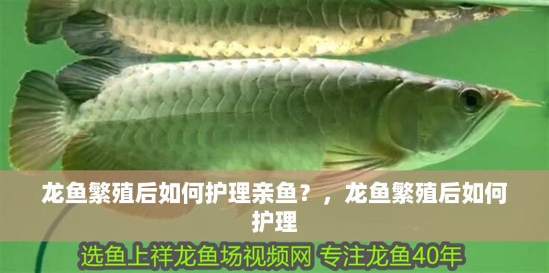 龍魚繁殖后如何護理親魚？，龍魚繁殖后如何護理