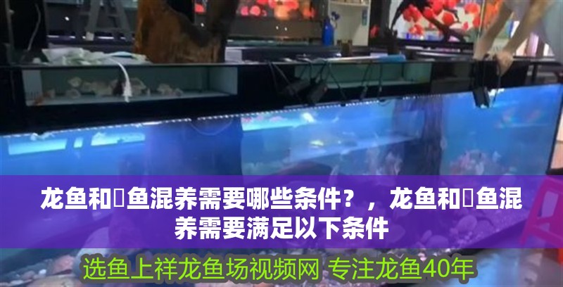 龍魚和魟魚混養需要哪些條件？，龍魚和魟魚混養需要滿足以下條件