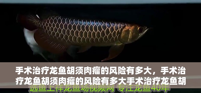 手術治療龍魚胡須肉瘤的風險有多大，手術治療龍魚胡須肉瘤的風險有多大手術治療龍魚胡須肉瘤風險有多大