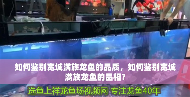 如何鑒別寬城滿族龍魚的品質，如何鑒別寬城滿族龍魚的品相？