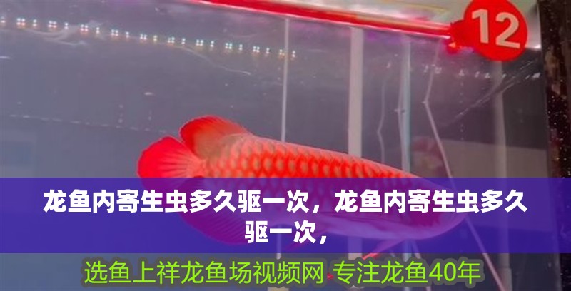 龍魚內寄生蟲多久驅一次，龍魚內寄生蟲多久驅一次，