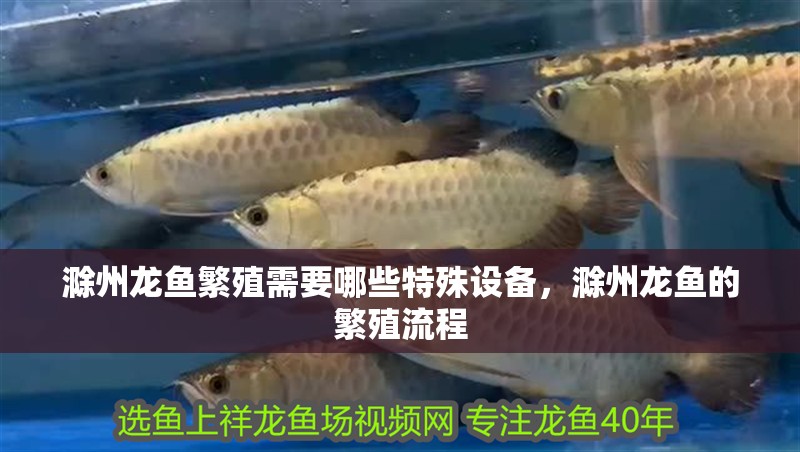 滁州龍魚繁殖需要哪些特殊設備，滁州龍魚的繁殖流程