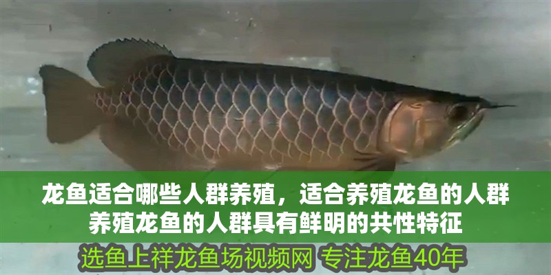 龍魚適合哪些人群養殖，適合養殖龍魚的人群養殖龍魚的人群具有鮮明的共性特征