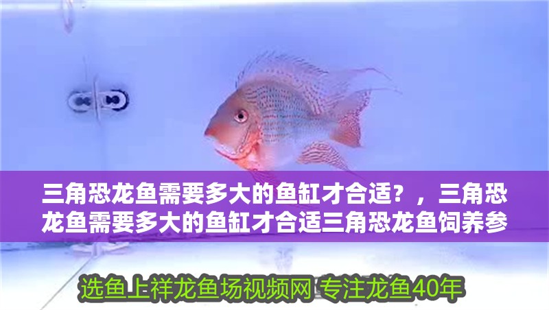 三角恐龍魚(yú)需要多大的魚(yú)缸才合適？，三角恐龍魚(yú)需要多大的魚(yú)缸才合適三角恐龍魚(yú)飼養(yǎng)參數(shù)清單