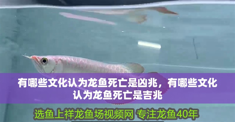 有哪些文化認為龍魚死亡是兇兆，有哪些文化認為龍魚死亡是吉兆