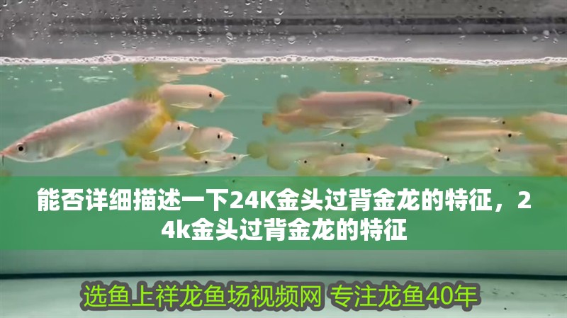 能否詳細(xì)描述一下24K金頭過背金龍的特征，24k金頭過背金龍的特征