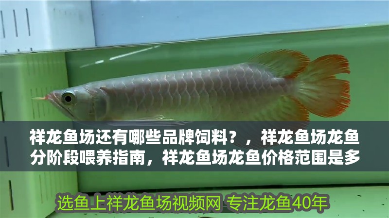 祥龍魚場還有哪些品牌飼料？，祥龍魚場龍魚分階段喂養指南，祥龍魚場龍魚價格范圍是多少