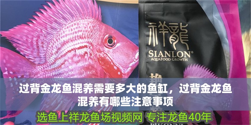過背金龍魚混養需要多大的魚缸，過背金龍魚混養有哪些注意事項