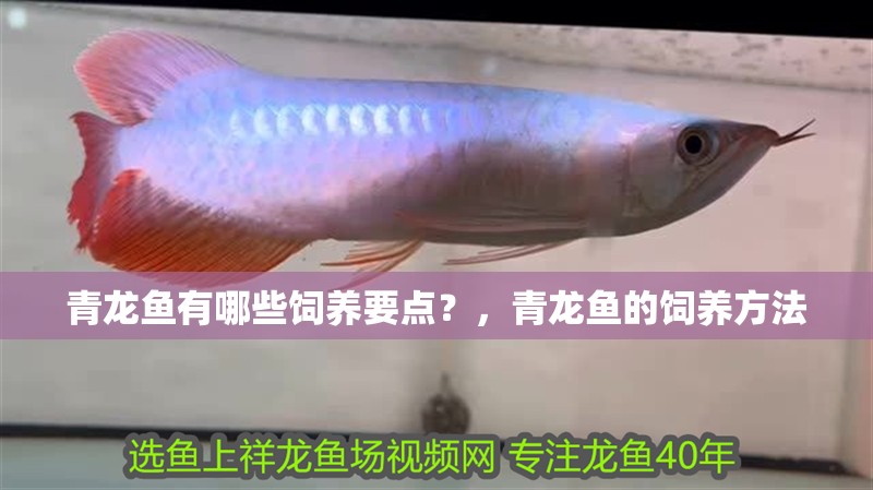 青龍魚有哪些飼養要點？，青龍魚的飼養方法