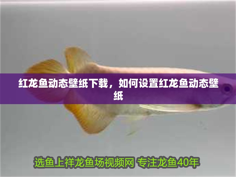 紅龍魚動態壁紙下載，如何設置紅龍魚動態壁紙