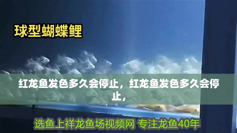 紅龍魚發(fā)色多久會(huì)停止，紅龍魚發(fā)色多久會(huì)停止，