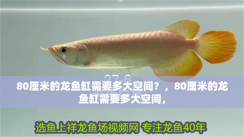80厘米的龍魚缸需要多大空間？，80厘米的龍魚缸需要多大空間，