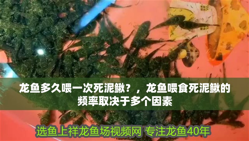龍魚多久喂一次死泥鰍？，龍魚喂食死泥鰍的頻率取決于多個因素