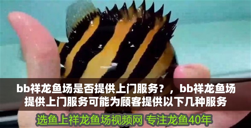 bb祥龍魚場是否提供上門服務？，bb祥龍魚場提供上門服務可能為顧客提供以下幾種服務