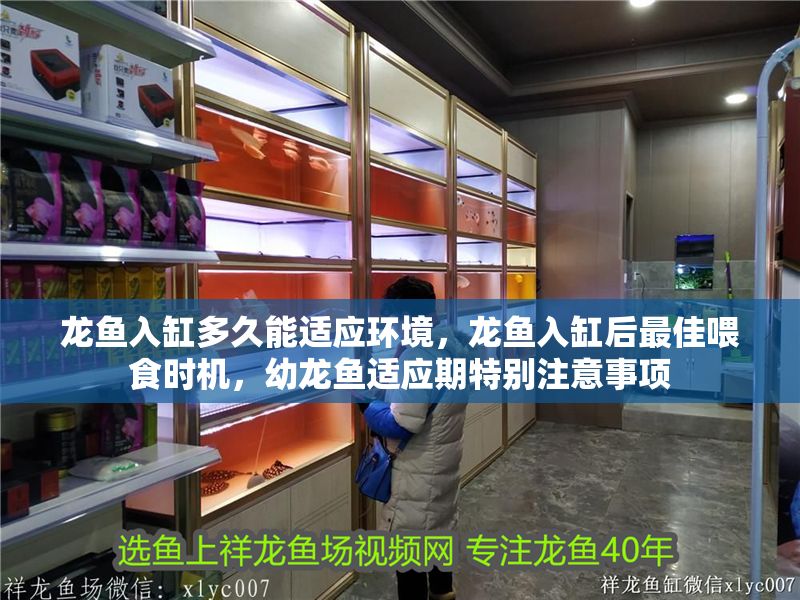 龍魚入缸多久能適應環境，龍魚入缸后最佳喂食時機，幼龍魚適應期特別注意事項