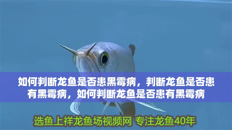 如何判斷龍魚是否患黑霉病，判斷龍魚是否患有黑霉病，如何判斷龍魚是否患有黑霉病