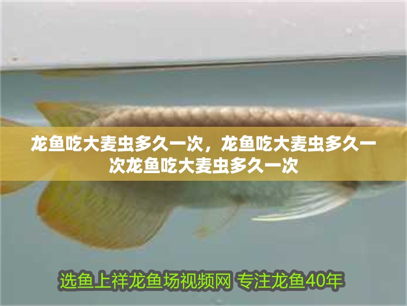 龍魚吃大麥蟲多久一次，龍魚吃大麥蟲多久一次龍魚吃大麥蟲多久一次