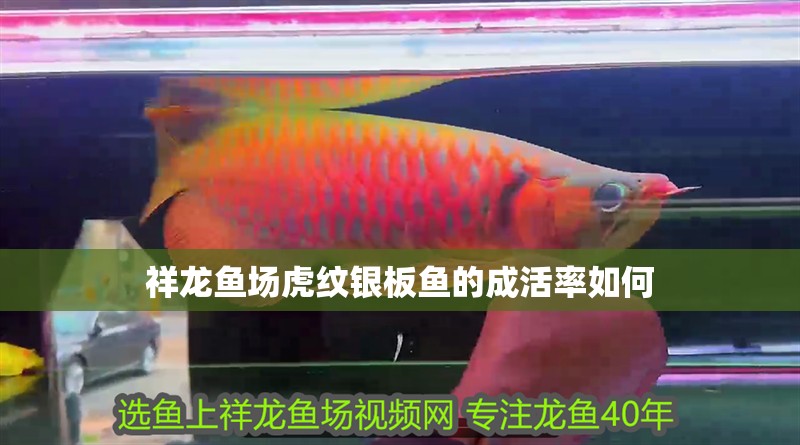 祥龍魚場虎紋銀板魚的成活率如何