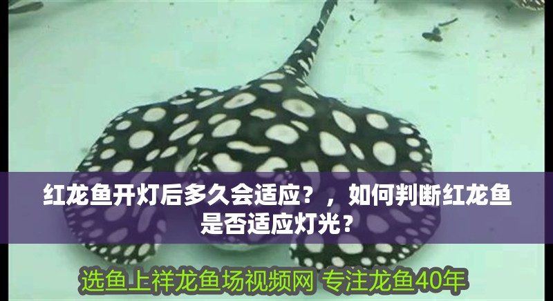紅龍魚開燈后多久會適應？，如何判斷紅龍魚是否適應燈光？