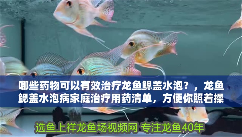 哪些藥物可以有效治療龍魚鰓蓋水泡？，龍魚鰓蓋水泡病家庭治療用藥清單，方便你照著操作快速處理