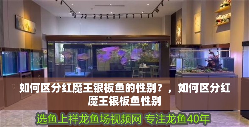 如何區(qū)分紅魔王銀板魚的性別？，如何區(qū)分紅魔王銀板魚性別