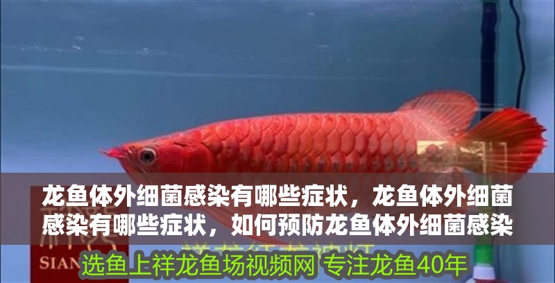 龍魚體外細菌感染有哪些癥狀，龍魚體外細菌感染有哪些癥狀，如何預防龍魚體外細菌感染