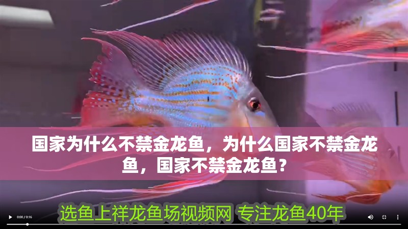 國家為什么不禁金龍魚，為什么國家不禁金龍魚，國家不禁金龍魚？