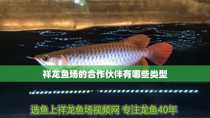 祥龍魚場的合作伙伴有哪些類型