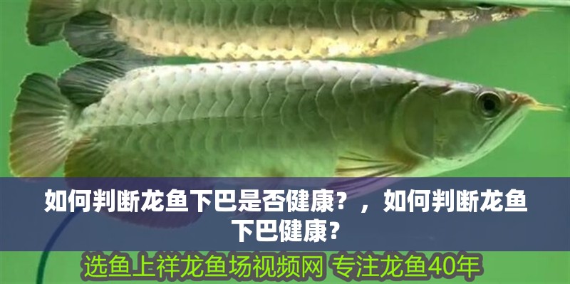 如何判斷龍魚下巴是否健康？，如何判斷龍魚下巴健康？