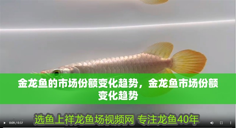 金龍魚的市場份額變化趨勢，金龍魚市場份額變化趨勢