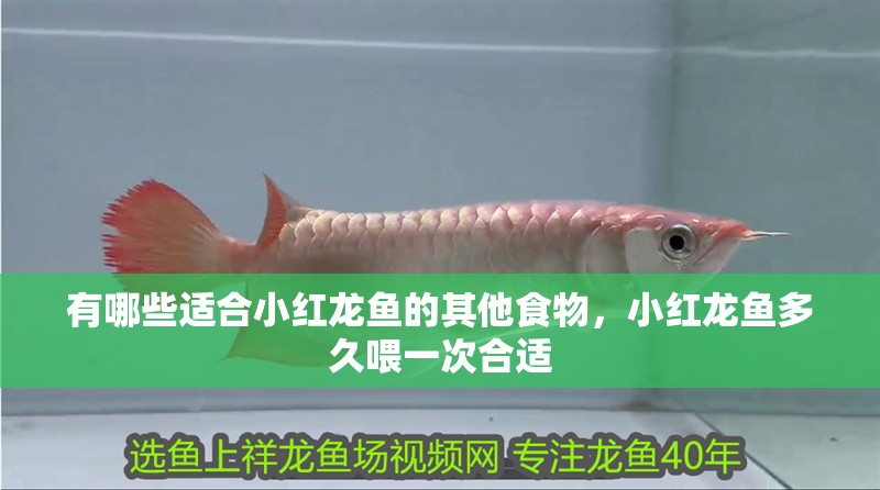 有哪些適合小紅龍魚的其他食物，小紅龍魚多久喂一次合適
