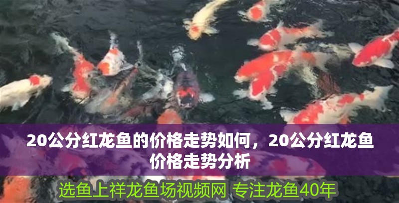 20公分紅龍魚的價格走勢如何，20公分紅龍魚價格走勢分析