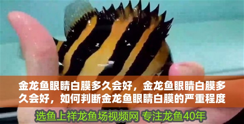 金龍魚眼睛白膜多久會好，金龍魚眼睛白膜多久會好，如何判斷金龍魚眼睛白膜的嚴重程度？