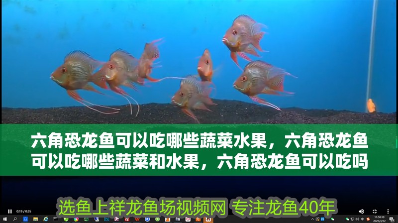 六角恐龍魚可以吃哪些蔬菜水果，六角恐龍魚可以吃哪些蔬菜和水果，六角恐龍魚可以吃嗎