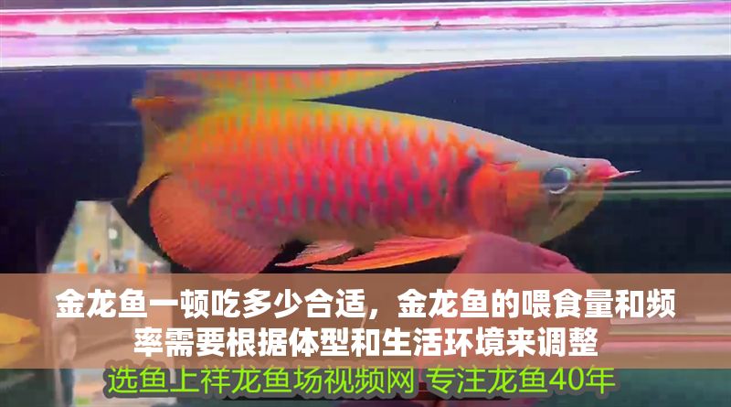 金龍魚一頓吃多少合適，金龍魚的喂食量和頻率需要根據(jù)體型和生活環(huán)境來調(diào)整